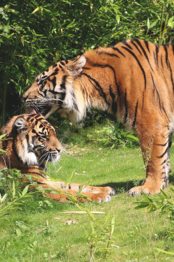 livingpursuit:  Sumatran Tigers in love by