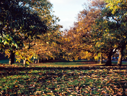 fleeting-moments:A roll of Ektar in Greenwich Park on an Autumn day. 