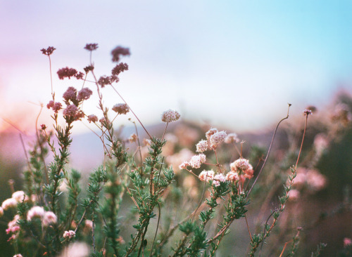 floralls:  by   Anthony Samaniego  