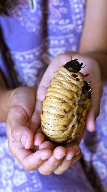 One of the biggest larvae of world. This larva goes well for two years, until it forms a pupa . Afte