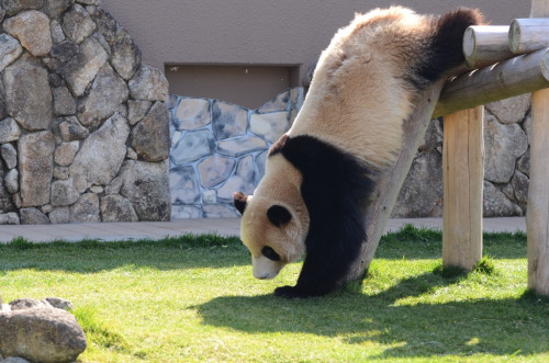 giantpandaphotos:  Kaihin at Adventure World in Wakayama, Japan, on February 11, 2013. © Patrick Harper. 