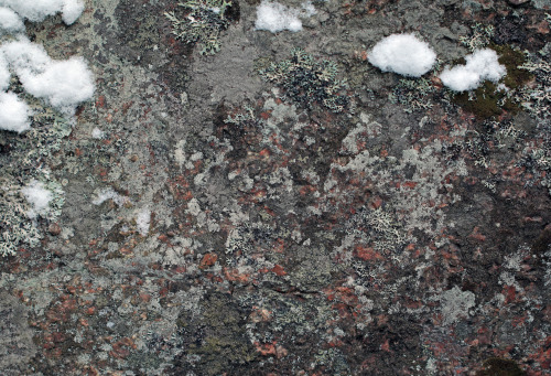 Lichens growing on a  rock.Lavar på en sten.