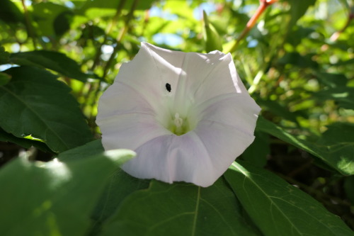 Calystegia sepium — hedge bindweed