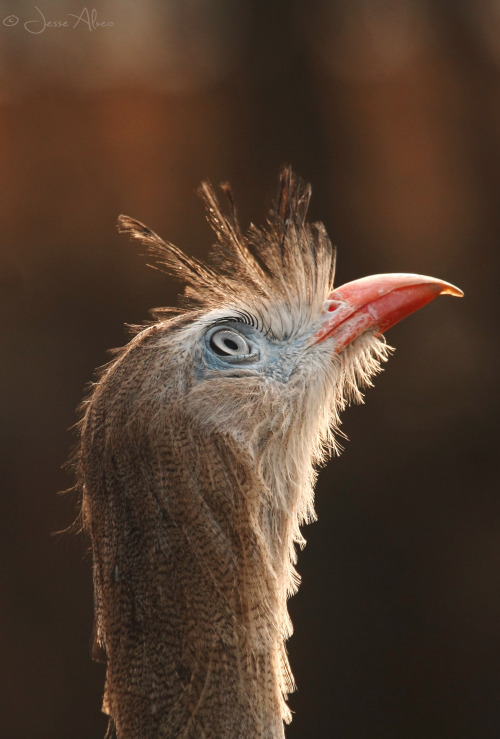 birdsonly:Red-legged Seriema ~ Rotfußseriema ~ Cariama cristata The amazing Seriema is re