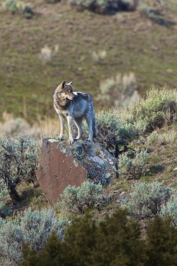 sublim-ature:  Grey Wolf (Wyoming)Buck Shreck