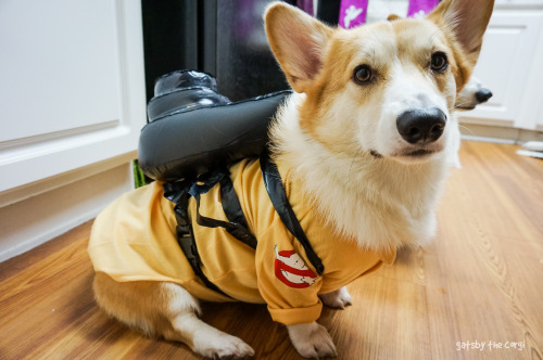 utf2005:gatsbyadventures:Who you gonna call?Corgbusters!Ray, when someone asks if you’re a dog, you 