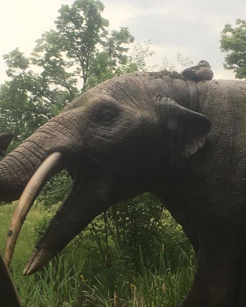 Fucking egiptian duck pooping on my gomphotere! Please God give wisdom. #stuttgart #löwentormuseum #