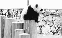   Panda baby falling. x 