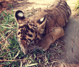 sdzsafaripark:  Silly Suka  