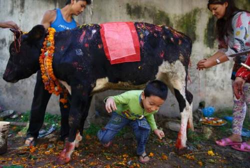 divinum-pacis: Nepal, Kathmandu: A boy crawls under a cow during a ceremony celebrating the Tihar fe