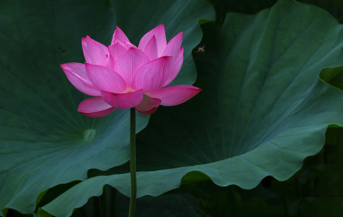 A Lovely Lotus Flower