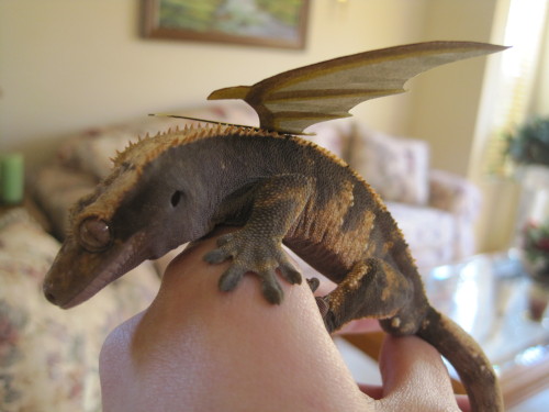 pumpkinfishes:  just hangin’ out with my crested gecko BABY DRAGON 