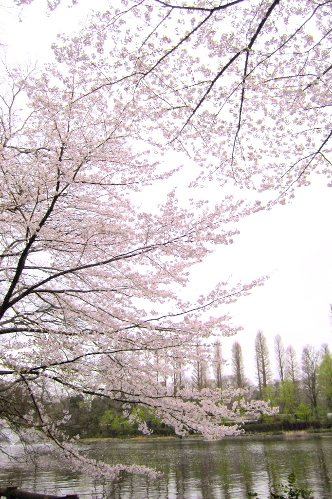 minuga-hana:   Inokashira Park by   Amy Jane Gustafson