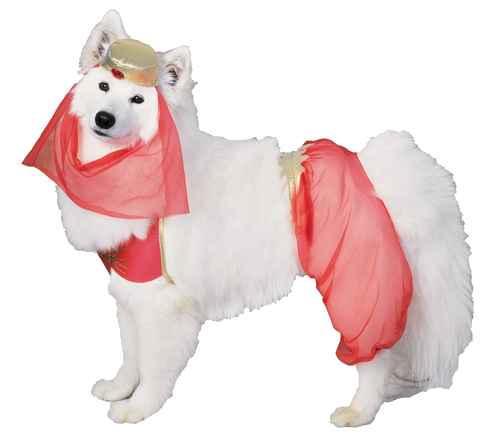 TRANSPARENT DOG BY katostransparents not my art, just my edit &ndash; please don&rsquo;