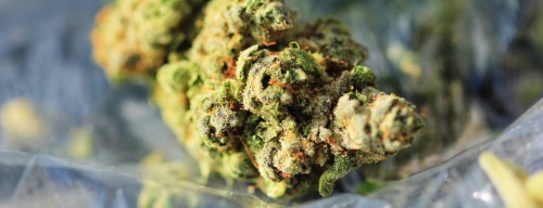 the-highest-ginger:  Plushberry Kush