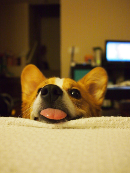 Insane Corgi