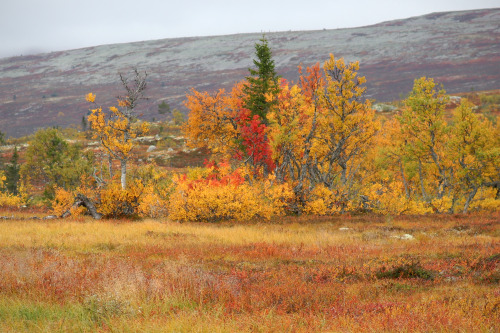 Tangådalen and surrounding area in Fulufjället National Park, Dalarna, Sweden. September, 2020.