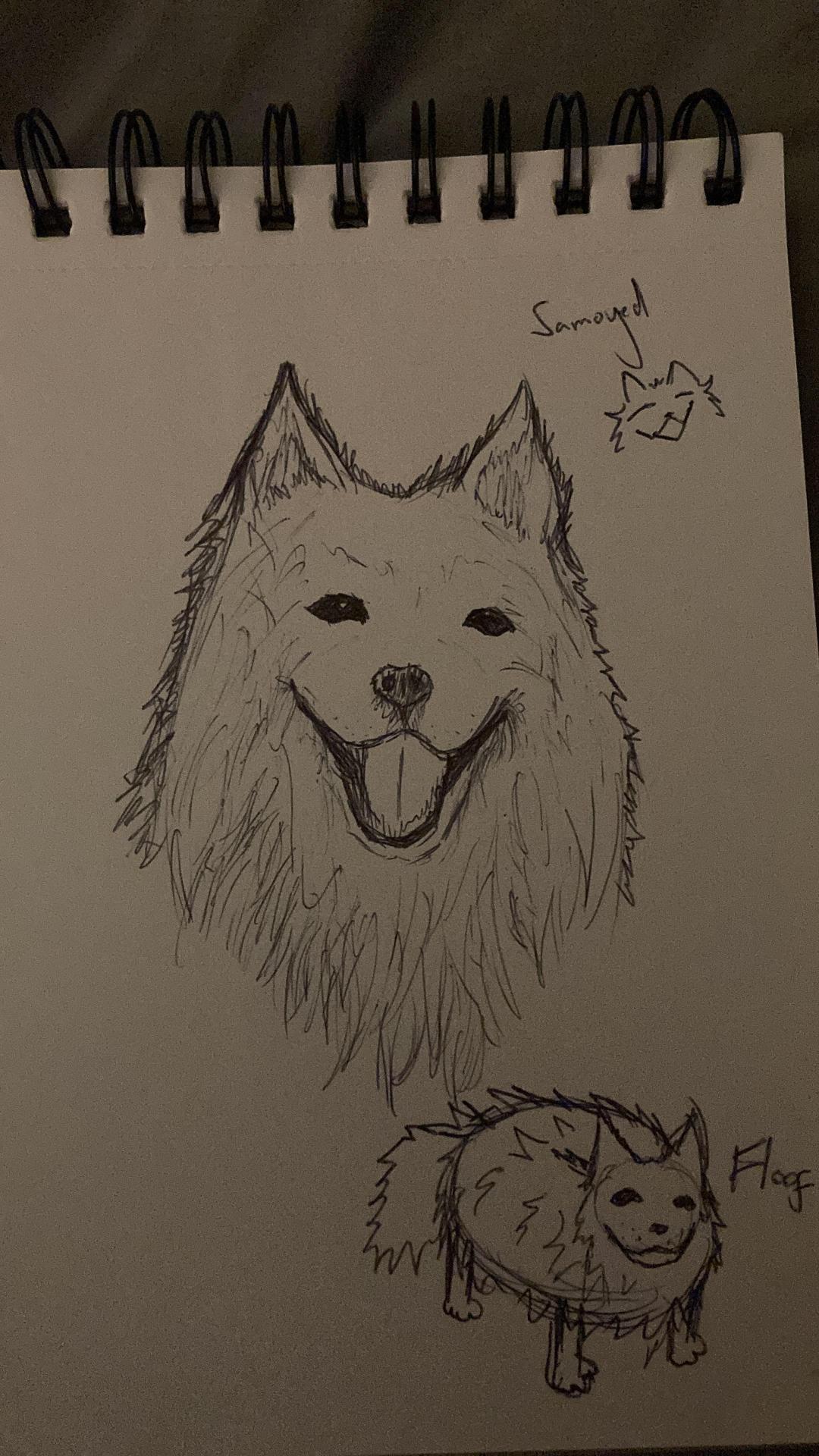 A quick drawing of a Samoyed I did for a friend (´∀｀)