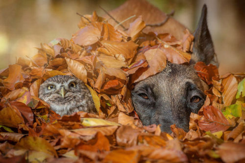 XXX sixpenceee:  Adorable photos by Tanja Brandt, photo