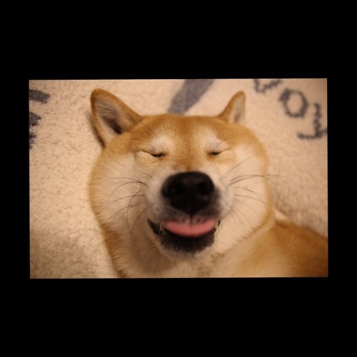 unihalo:  See you in the morning😝#shiba#shibe#shibainu#shibainuuni#shibalovers#shibaoftheday#shibastagram#instashiba#lovepets#lovedogs#loveshiba#dog#doge#doglovers#uni#unistagram#dogstagram#instagood#love#tokyo#japan#happyface#柴犬#柴犬うに#goodnight