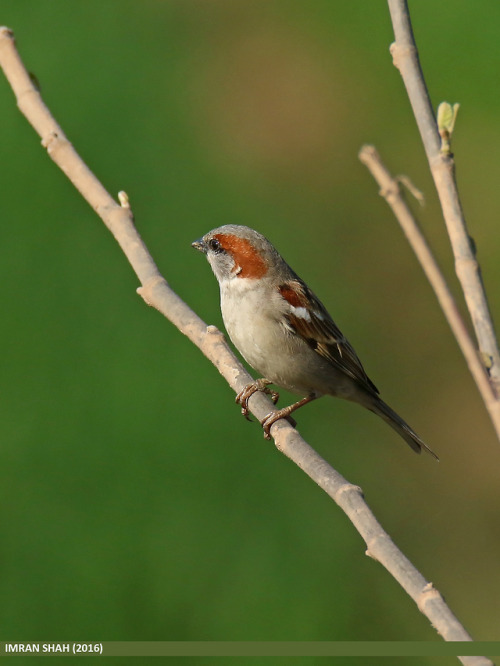  Passer pyrrhonotus by Imran Shah Known as Sind sparrow.Polish name: wróbel pakiństański (wróblowe, 