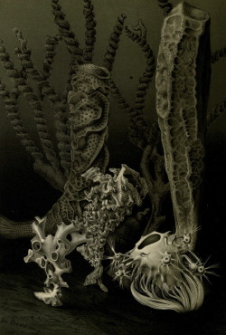 transparentoctopus:  Richard Lydekker 1893