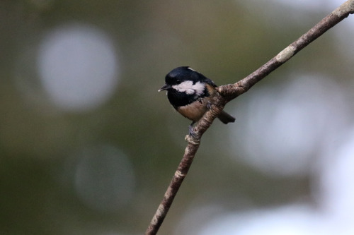 Birds in my garden. Blue tit/blåmes, Willow tit/talltita, Great tit/talgoxe, Nuthatch/nötväcka and C