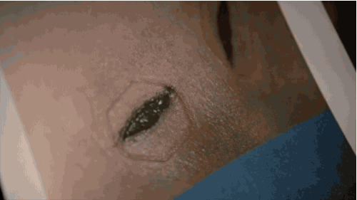 condemnedtorocknroll:certhia-pi:cupidsbower:flower-of-the-desert:akumakawa:obsessionisaperfume:Helpi