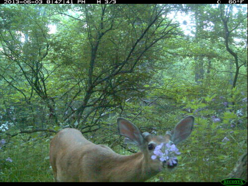 michigannature:Nice little buck. Not the one that got hit by the car. This one lives 15 miles from t