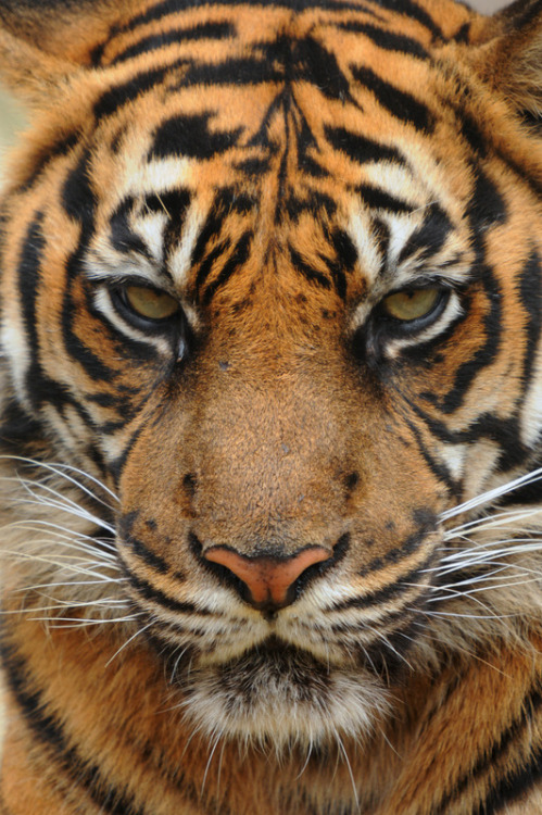 Sumatran Tiger by DPasschier