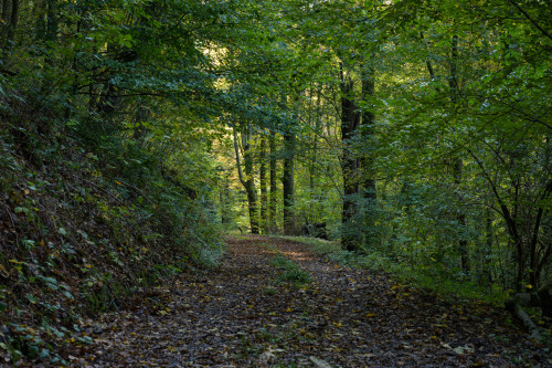 talkstotrees: a meditation on liminal space | taking different roads 19/10/13-16