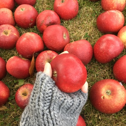 fawwny: nrrie: Apple picking