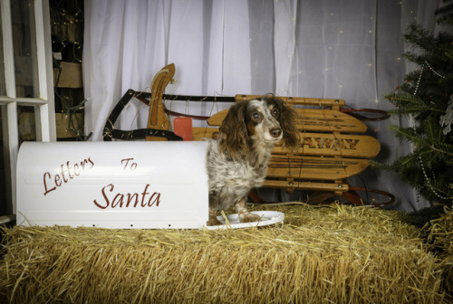 Chloe is helping Santa out and checking to make sure there aren’t any letters left behind on Christm