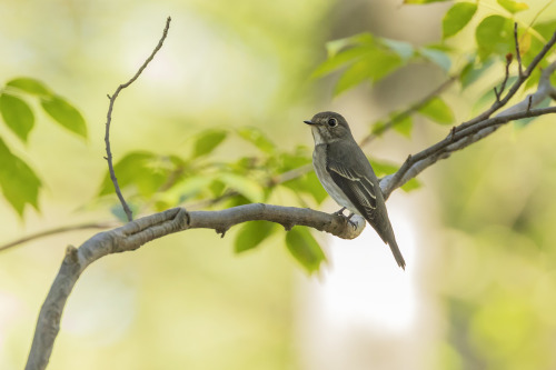 サメビタキ（Dark-sided Flycatcher）?