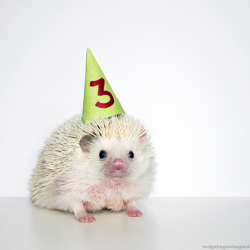 hedgehogsofasgard: Happy birthday little buddy! Hoping for many more!