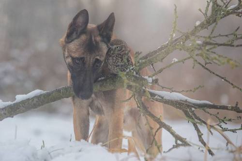 avianawareness:The Unlikely Friendship Of A Dog And An Owl by A Professional Animal Photographer Tan