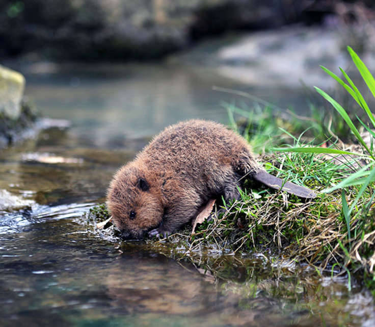 awwww-cute:  Incredibly cute baby-beaver just came to drink a water :3 (Source: http://ift.tt/1UqJEtb)