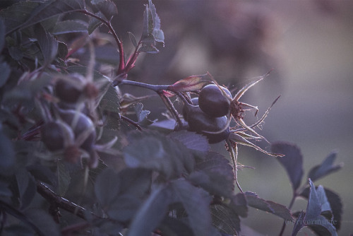 Red-leafed rose, Rosa rubrifolia at dawn. riverwindphotography, July 2018