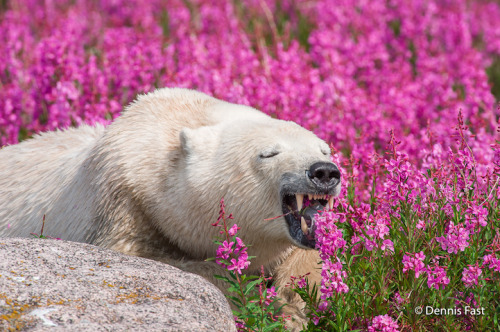 Canadian photographer captures polar bears playing in flower fields [link]