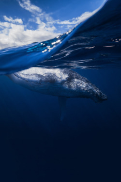 sitoutside:  Humpback whale and sky by Gaby