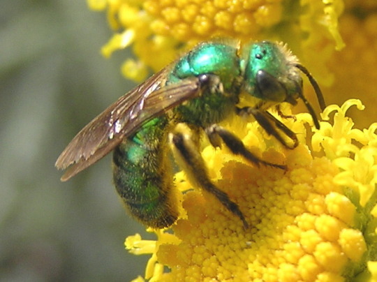 beerightsactivist: skippercifer:  sexyrobutts:  beerightsactivist:  kingsofapathy:  koiotchka:  beerightsactivist:  teacupsandcyanide:  beerightsactivist:  dark bee tumblr show me the forbidden bees   this is the masked bee! she has no friends and hates
