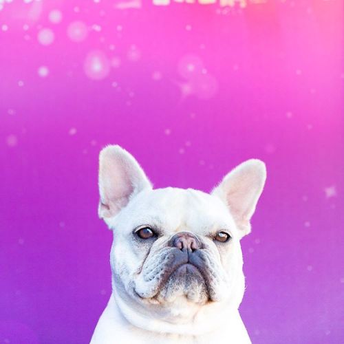 Mochi the #frenchbulldog.#animals #petphotography #dogsofinstagram