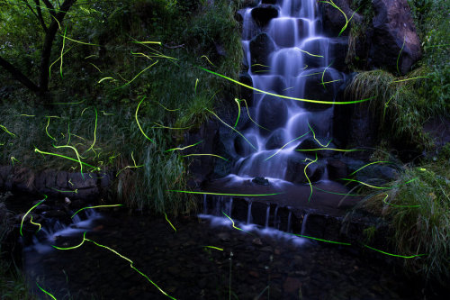 landscape-photo-graphy: Gold Fireflies Dance Through Japanese Enchanted Forest in the Summer of 2016