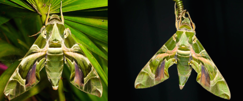 for-science-sake:1. Elephant Hawk-Moth2. Hummingbird Hawk-Moth3. Olender Hawk-Moth4. Poplar Hawk-Mot