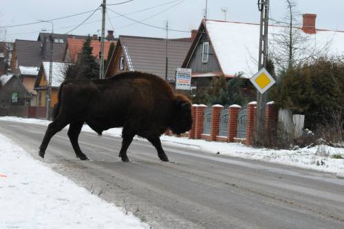 lamus-dworski:windowinyourhead:ribbonsandhyssop:lamus-dworski:Wisents (European bisons) storming a P