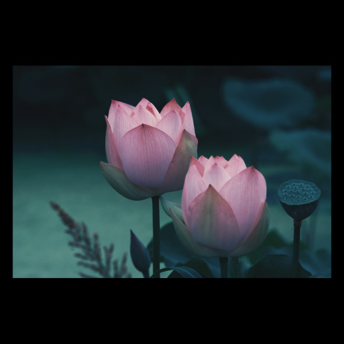 Flowers And Plants
