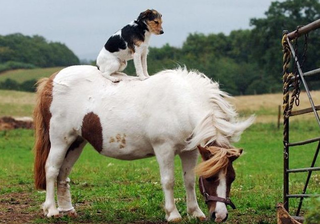 theanimalblog:  Animals riding other animals 