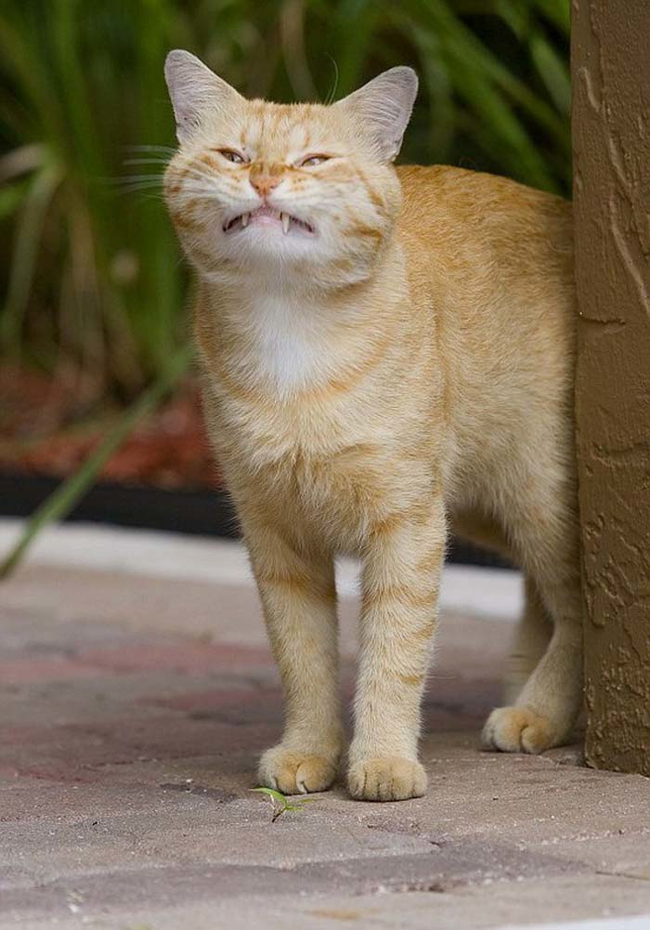 screaming-again-again: coolcatgroup:  I meant to type cat smirk in google images