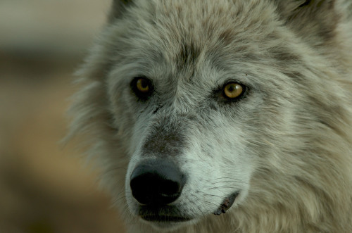 wolveswolves:  By Scott Randall 