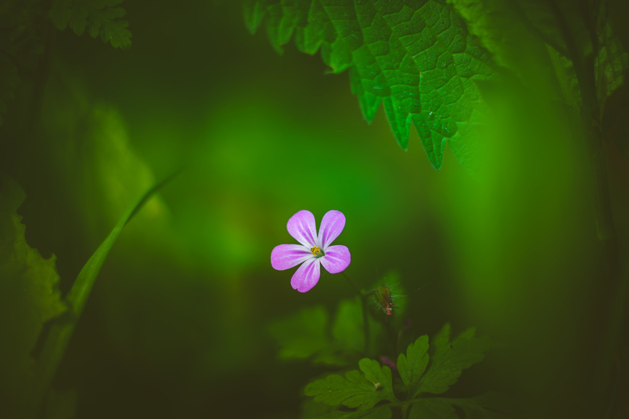 90377:  Meadow Wildflower by Dhina A   